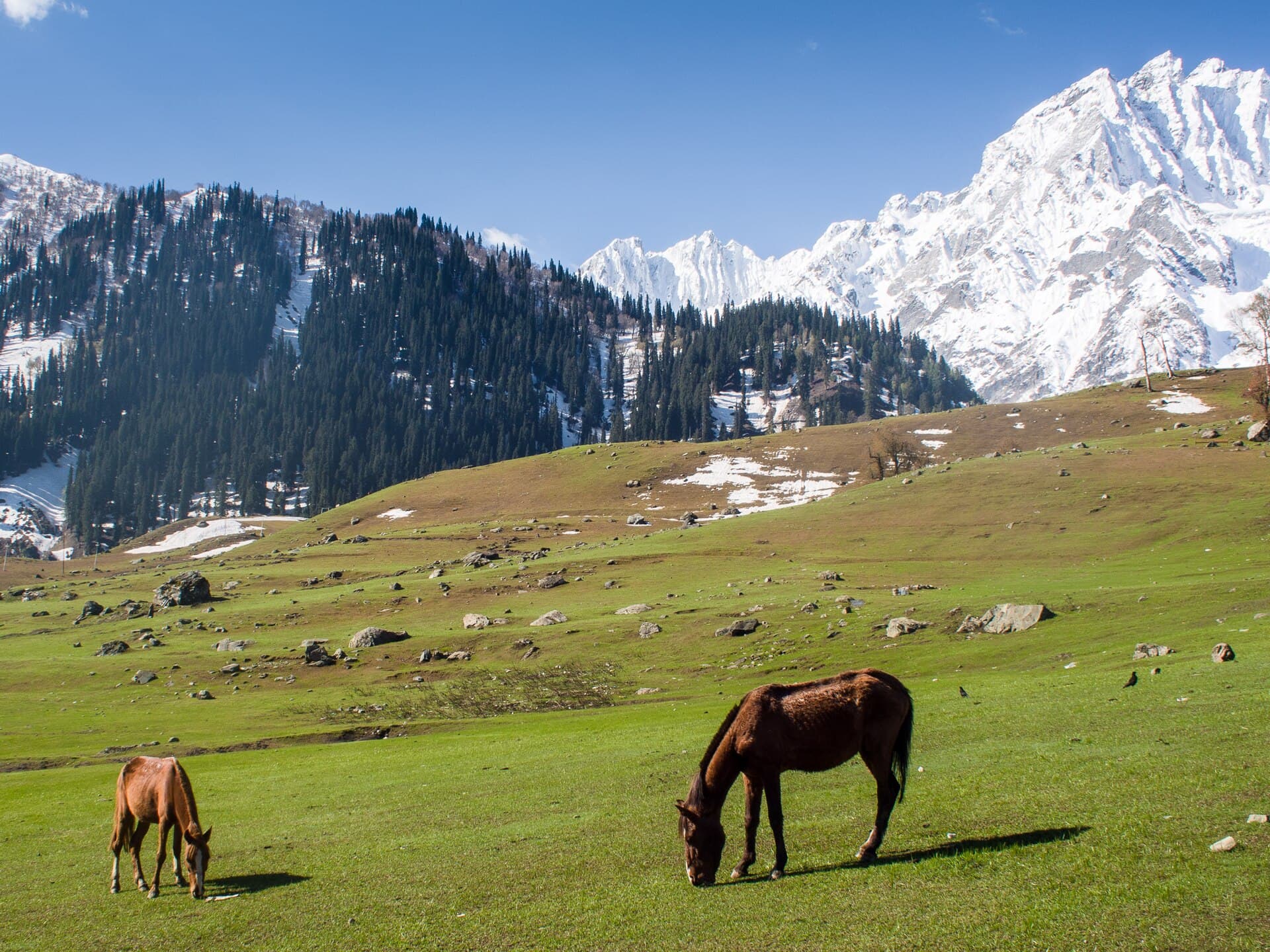 Open meadows at Sonamarg, often included on Kashmir group tours